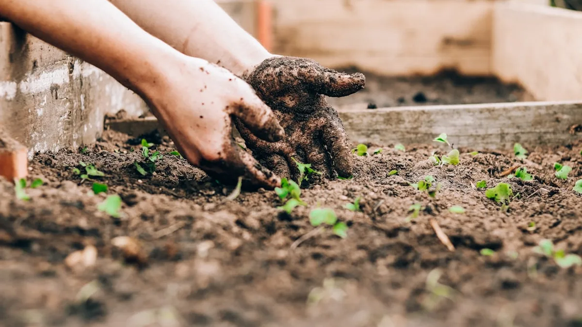 Faire son premier potager sans se décourager : ma méthode douce