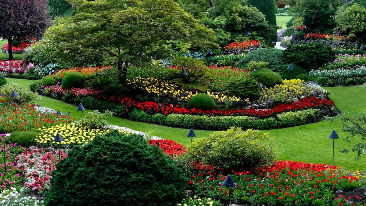 Petit jardin anglais de ville : le charme d'un écrin structuré