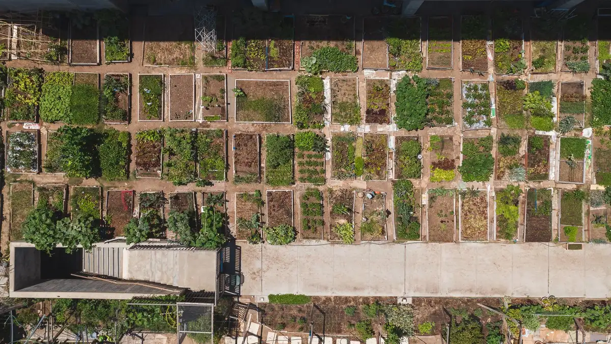 Plan carré potager