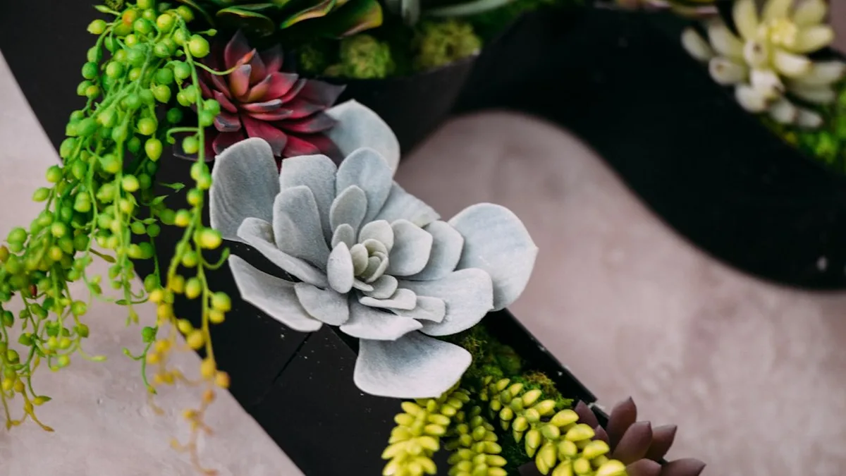 Plante grasse retombante