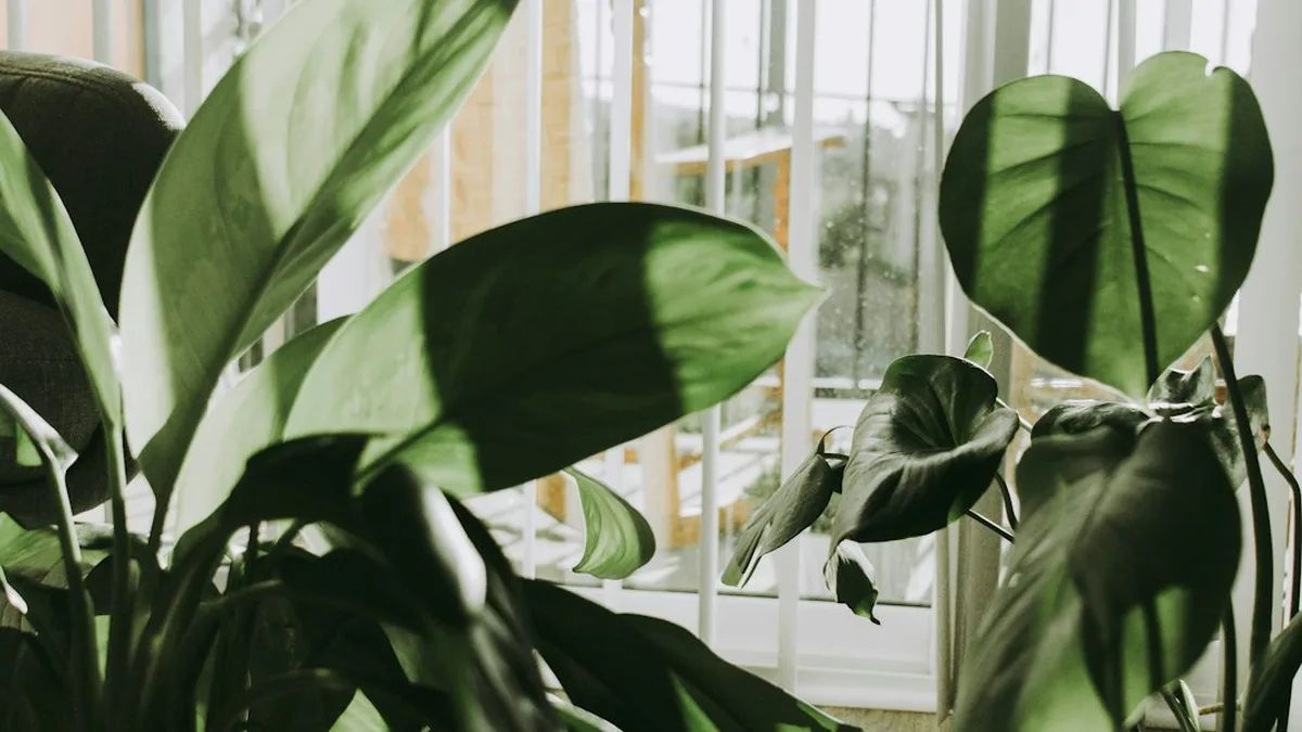 Plante verte d'intérieur