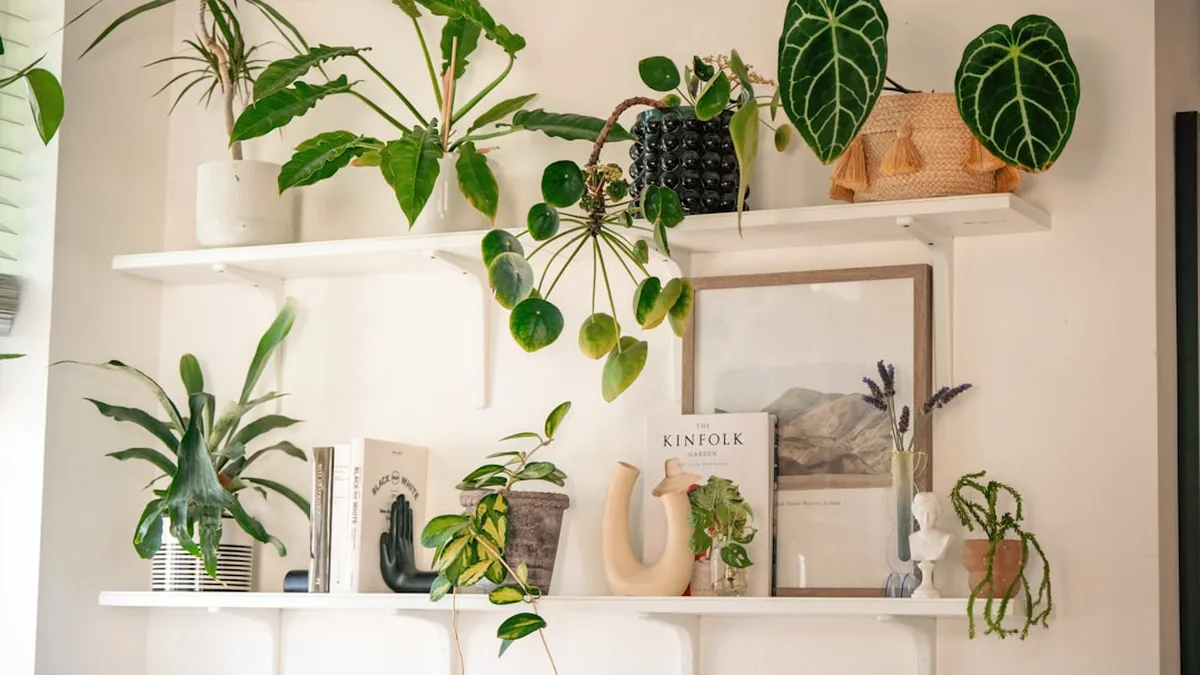10 plantes d'intérieur (presque) impossibles à faire mourir