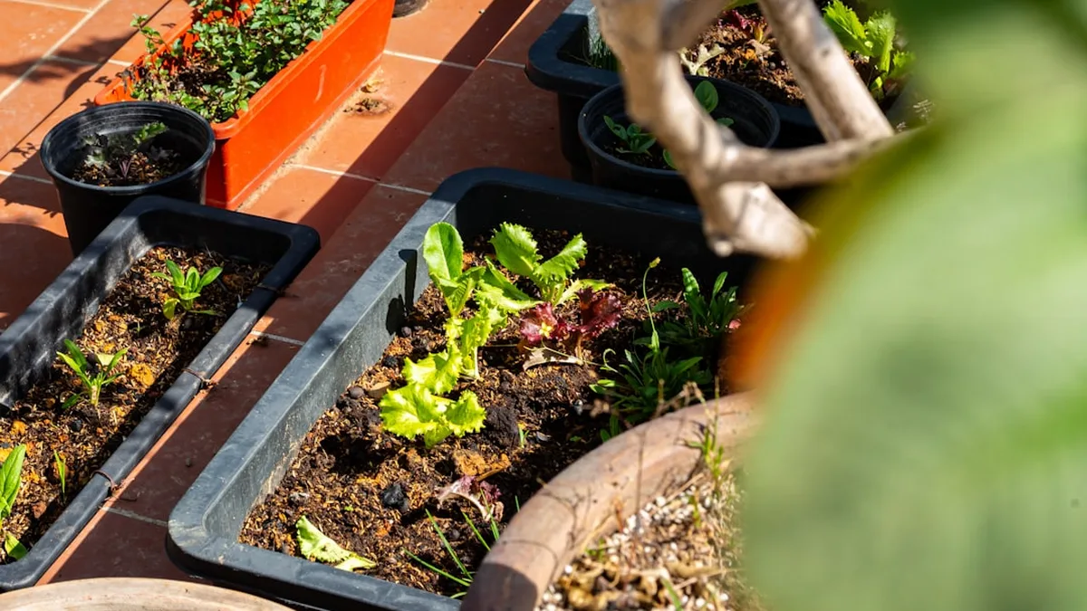 Un potager de balcon pour débuter : par quoi commencer au printemps