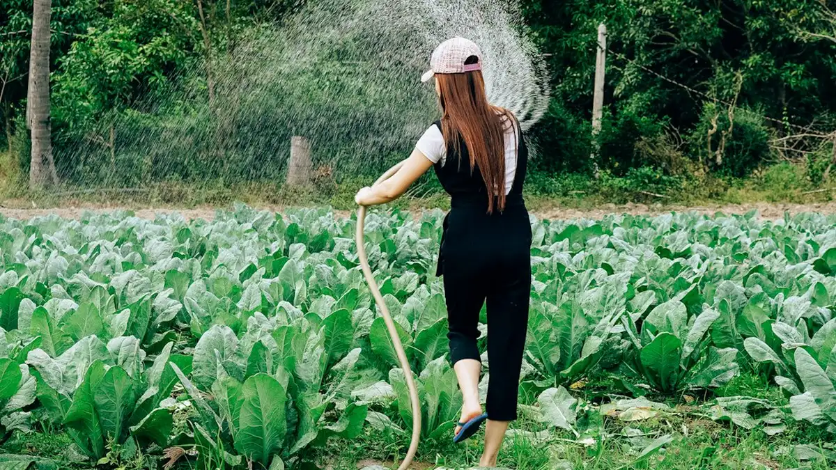 Ce qui coince concrètement au potager