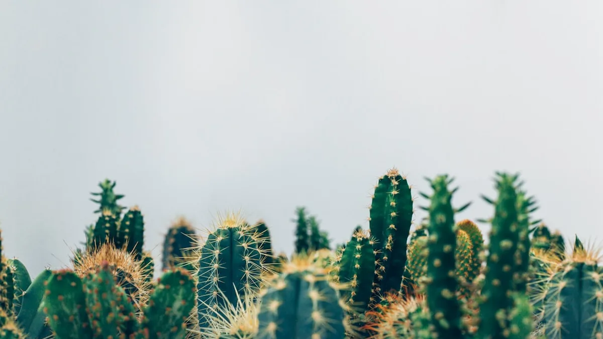 Comment s'occuper d'un cactus pour le garder des années