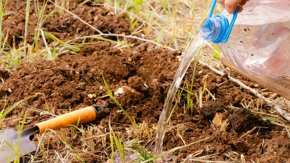 La terre de bruyère, pour quelle plante : planter en sol calcaire